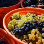 Weinlese
