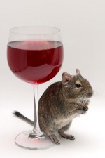 Copyright bei www.degus-online.de